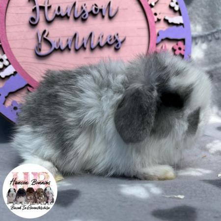 Image 8 of Beautiful Mini Lop Litter For Sale