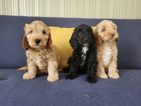 Image 1 of F1 Cockapoo Puppies for sale