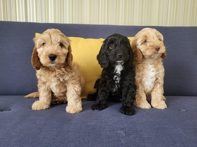Preview of the first image of F1 Cockapoo Puppies for sale.