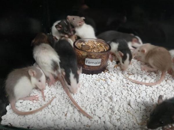 Image 15 of Baby Rats Dumbo's and Straight ears