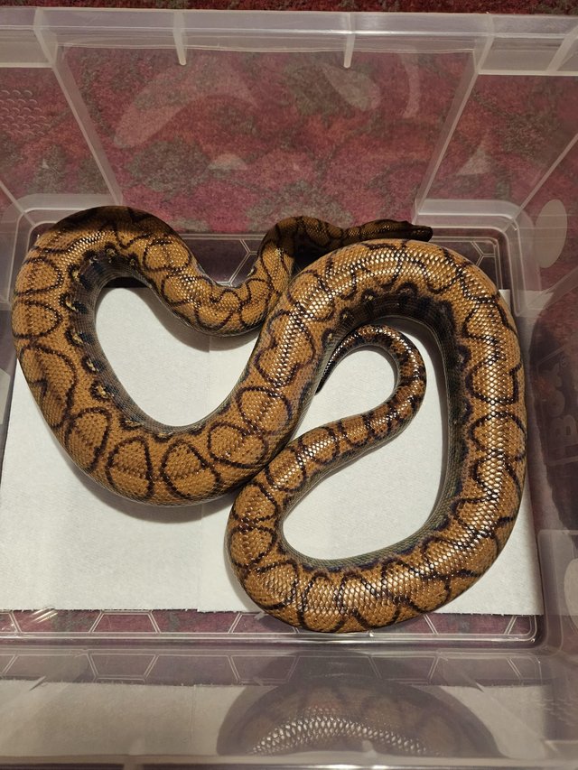 Preview of the first image of Adult Male Brazilian Rainbow Boa (Proven Breeder).