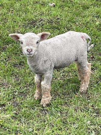 Image 5 of Babydoll (Miniature Southdown) lambs for sale