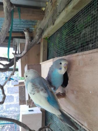 Image 3 of Baby budgies, gorgeous colours