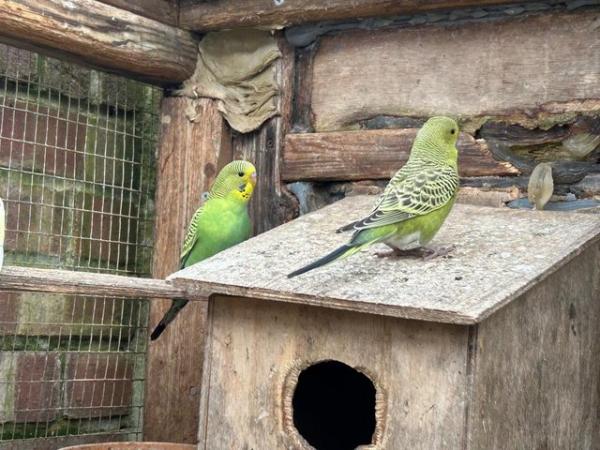 Image 4 of 6 baby budgies for sale various colours