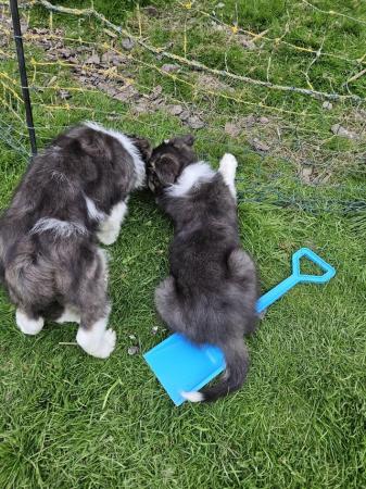 Image 8 of Beautiful border collie puppies