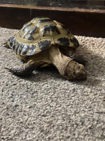 Image 3 of Approximately 4yrs old horsefield male tortoise