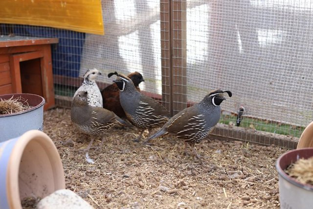 Preview of the first image of Adult Californian Quail Pairs.