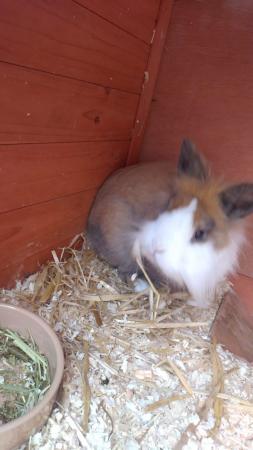 Image 1 of Lionhead buck for new home comes with