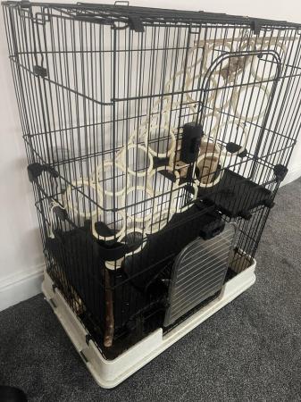 Image 2 of 2 x pet friendly rats for sale with large cage