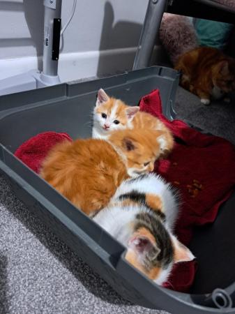 Image 3 of Gorgeous fluffy kittens - only 1 left!