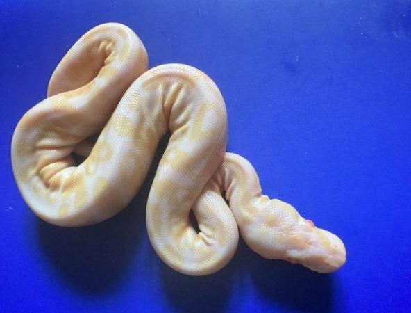 Image 4 of Pewter albino royal python for sale
