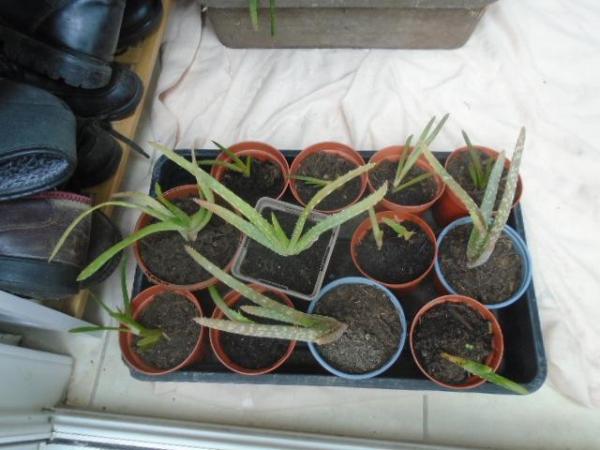 Image 3 of Aloe vera plants, various sizes