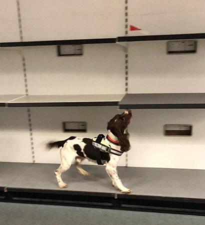 Image 1 of Energetic, Inquisitive and confident SPRINGER SPANIEL Wanted