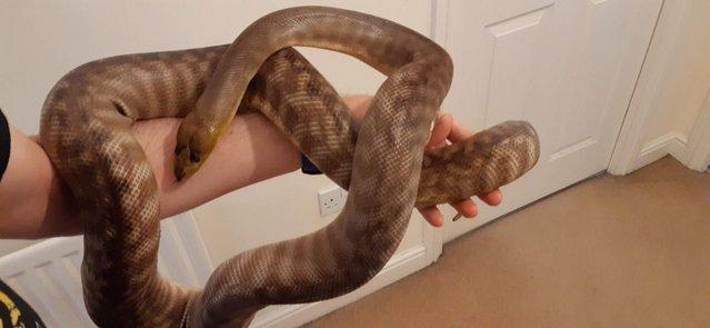 Image 2 of CB23 Male Woma python, Gorgeous large baby
