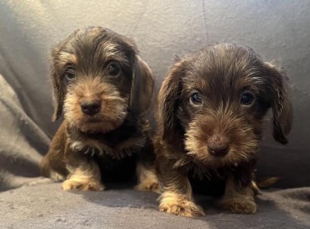 Image 9 of Beautiful miniature Wirehair dachshunds