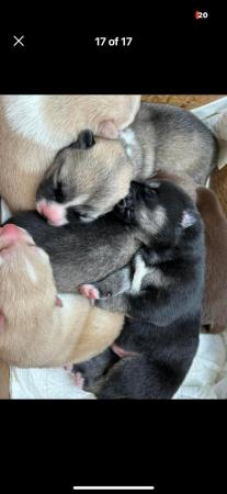 Image 4 of Stunning Akita x husky puppies