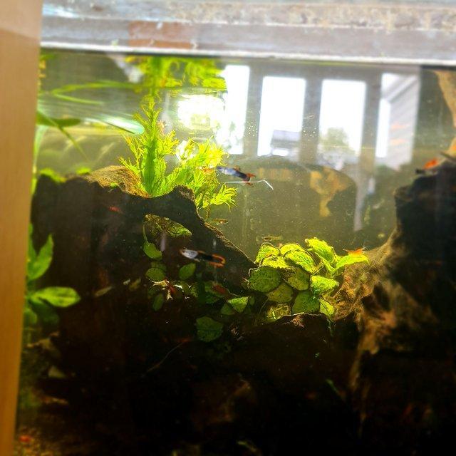 Preview of the first image of RED CHERRY SHRIMP / SNAILS / PLANTS.