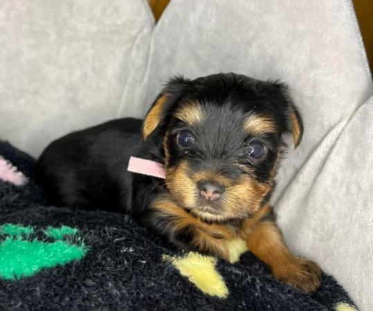 Image 6 of Pedigree Yorkshire Terrier puppies