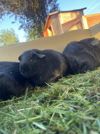 Image 5 of black male guinea pigs for sale