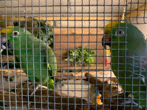 Image 1 of amazon yellow front parrot for sale