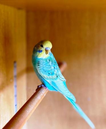 Image 5 of Quality budgies in excellent condition ready for sale now