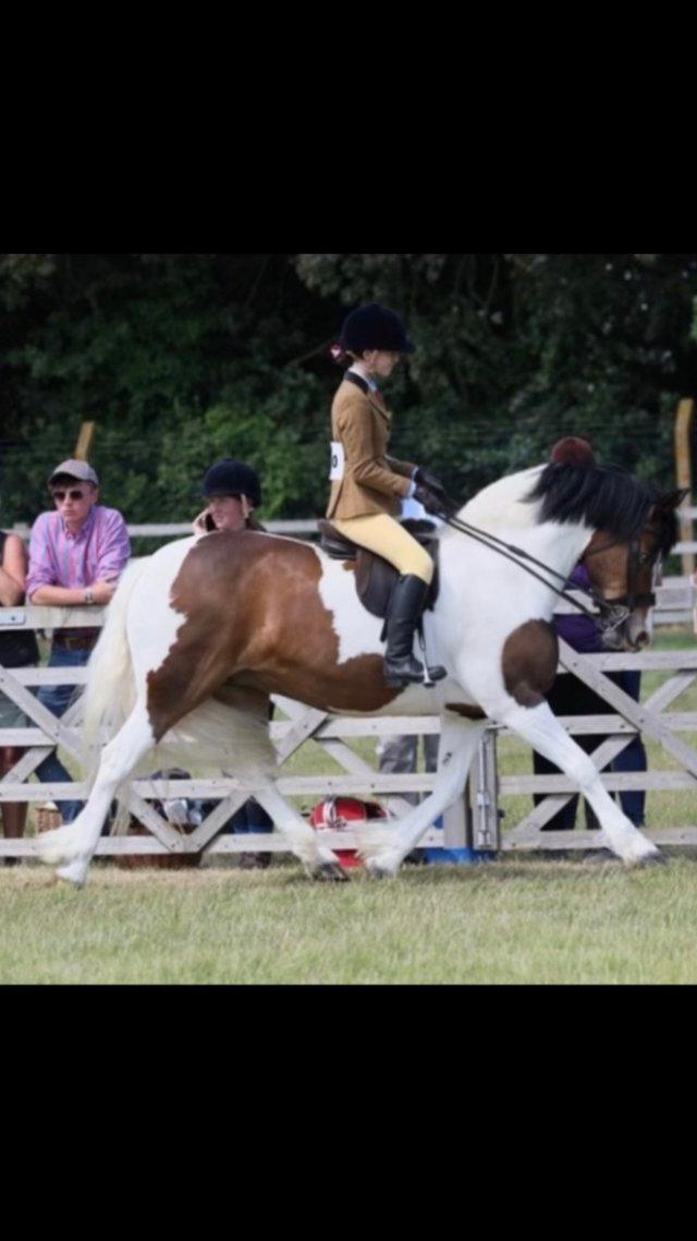 Preview of the first image of 10 year old competition/PC mare 14.1 part bred welsh.