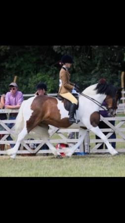 Image 1 of 10 year old competition/PC mare 14.1 part bred welsh