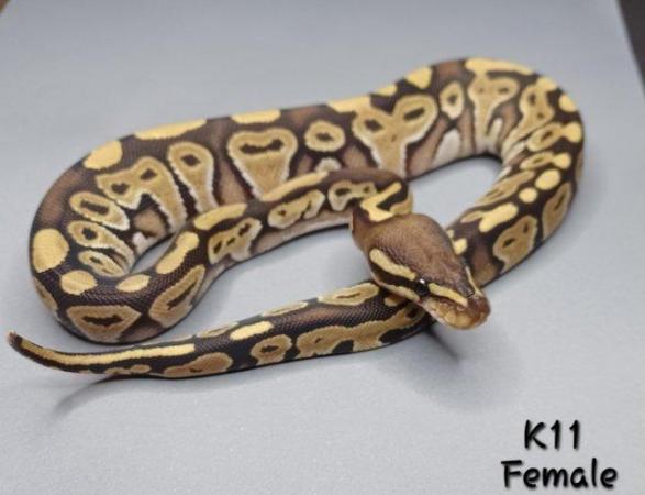 Image 21 of Various Hatchling Ball Python's CB23 - Availability List