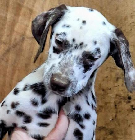 Image 4 of For sale Dalmatian pups