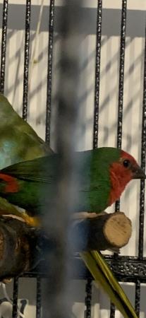 Image 3 of Splendid parakeets and Red faced parrot finch