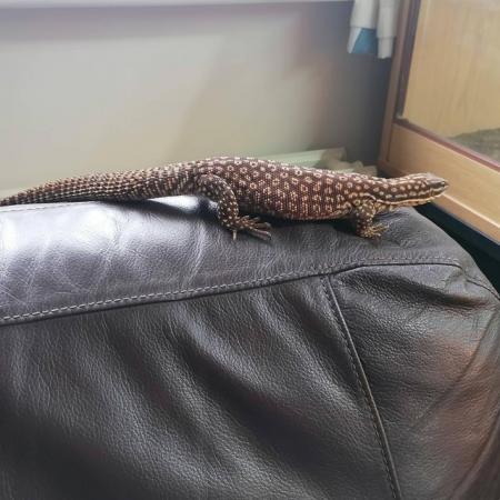 Image 3 of 1 year old Ackie monitor