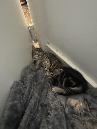 Image 3 of male and female tabby kittens for sale