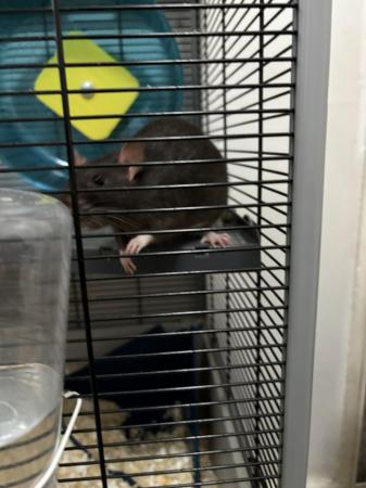 Image 2 of Two female rats looking for a new home