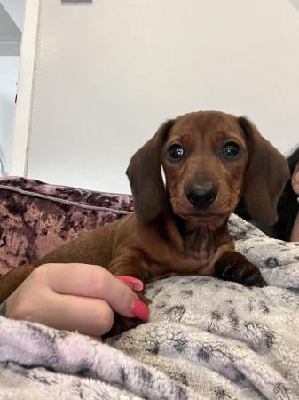 Image 1 of Mini dachshund puppies for sale