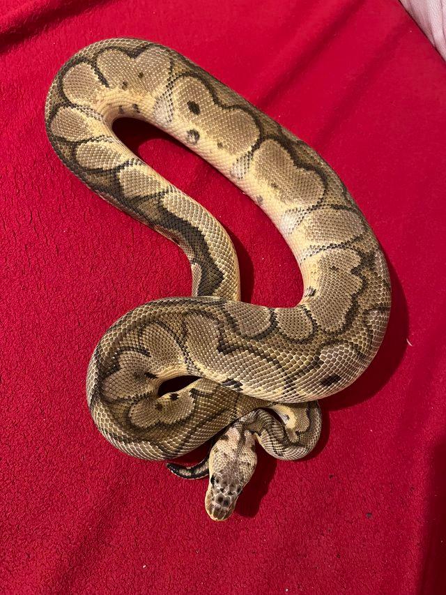 Preview of the first image of Cb23 pastel desert ghost 2019 Orange dream clown Ball python.