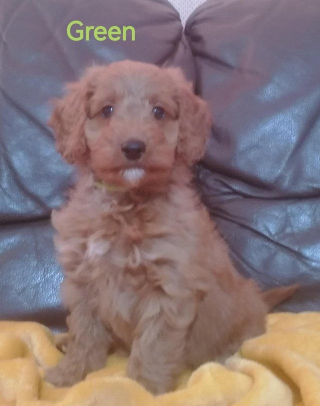 Preloved best sale cockapoo stud