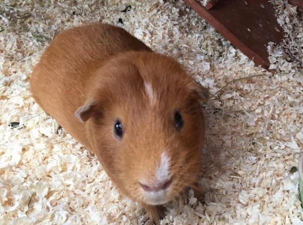 Image 2 of 2 bonded male guinea pigs with double storey hutch