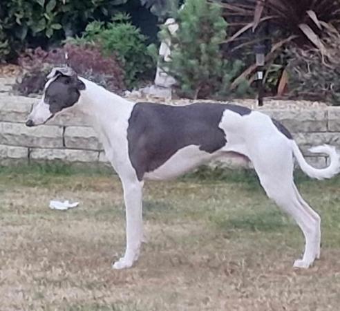 Image 1 of Whippet for stud not proven