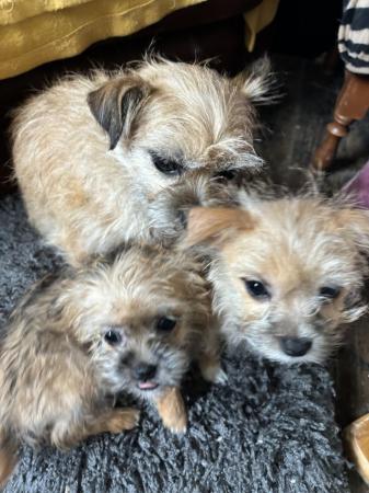 Image 12 of Jack Russell /Shih Tzupuppies for sale