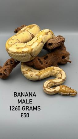 Image 17 of Available Ball Python (Royal Python)