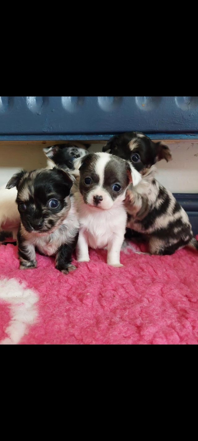 Preview of the first image of Long coat chihuahuas pups.