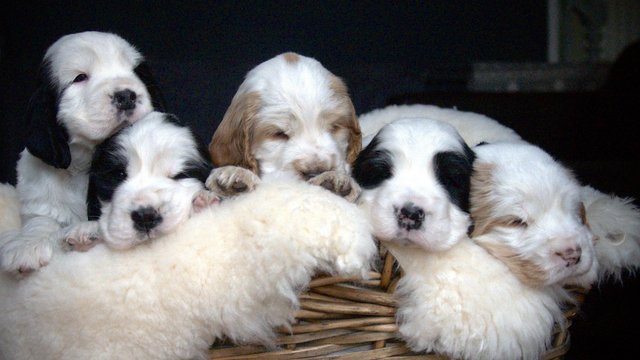 Image 28 of Show Cocker Puppies (KC Registered and fully health tested)