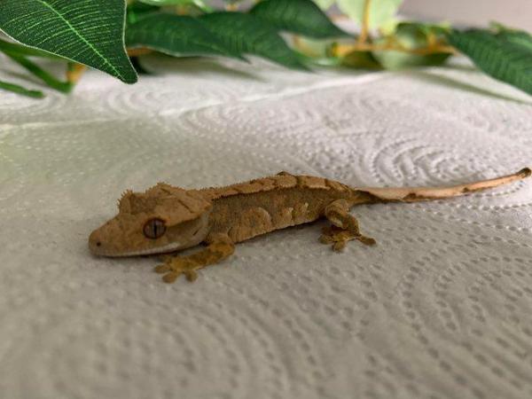 Image 2 of Crested Gecko Hatchlings CB23 ready now