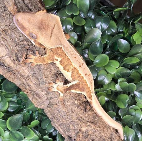 Image 1 of Stunning collection of lily whites/normal crested gecko's