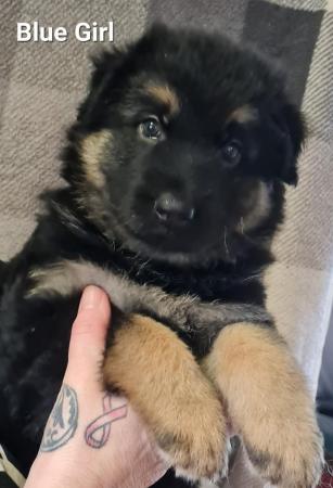 Image 11 of Gorgeous, fluffy, Homebred, full German Shepherd puppies