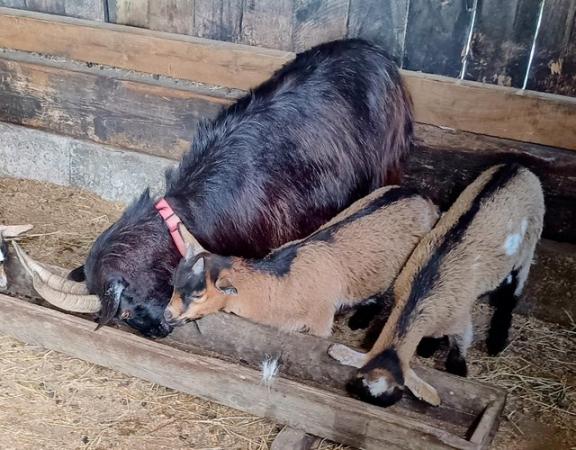 Image 1 of Pygmy Goats Jessica and two daughters