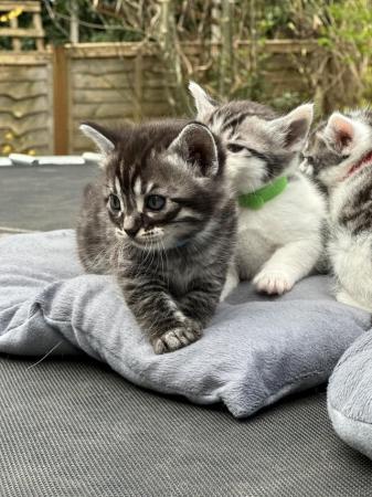Image 3 of Bengal x kittens for sale