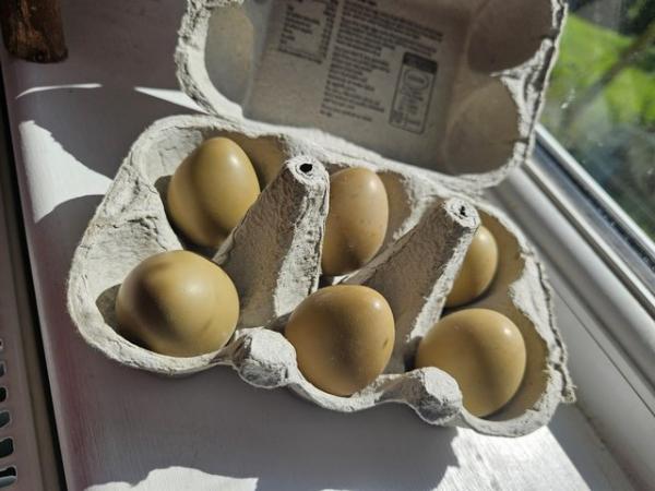 Image 3 of Ringneck phesant eggs(piebald)
