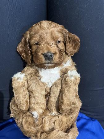 Image 1 of Top cockerpoo puppies girls and boys available