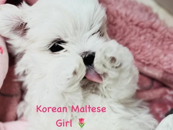 Image 4 of ONLY 1Korean Maltese Girl left